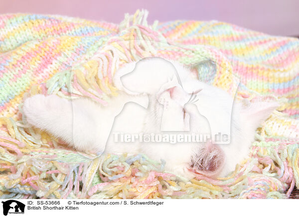 Britisch Kurzhaar Ktzchen / British Shorthair Kitten / SS-53666