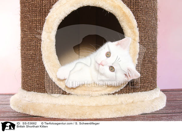 Britisch Kurzhaar Ktzchen / British Shorthair Kitten / SS-53682