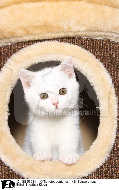 Britisch Kurzhaar Ktzchen / British Shorthair Kitten / SS-53683