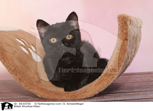 Britisch Kurzhaar Ktzchen / British Shorthair Kitten / SS-53700