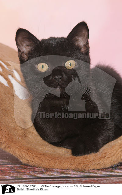 Britisch Kurzhaar Ktzchen / British Shorthair Kitten / SS-53701