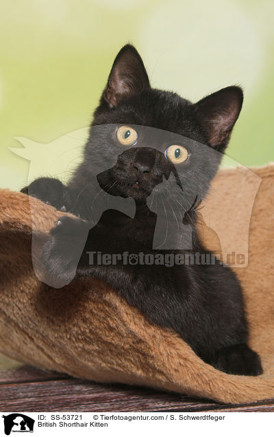 Britisch Kurzhaar Ktzchen / British Shorthair Kitten / SS-53721