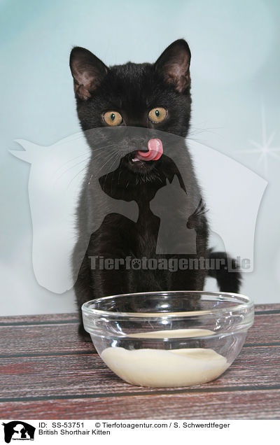 Britisch Kurzhaar Ktzchen / British Shorthair Kitten / SS-53751
