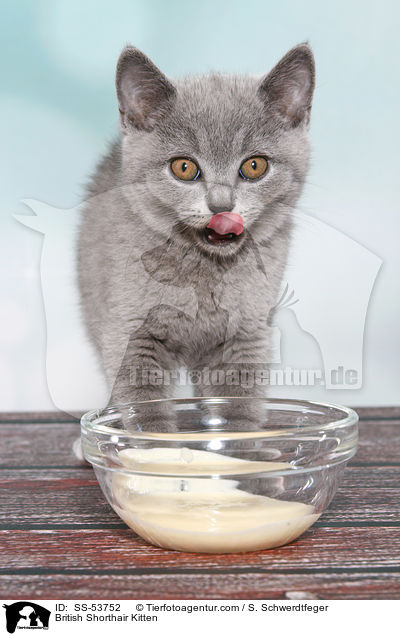 Britisch Kurzhaar Ktzchen / British Shorthair Kitten / SS-53752