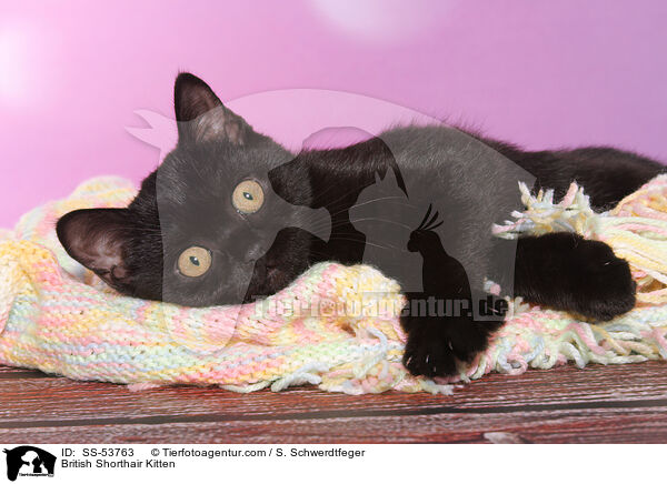 Britisch Kurzhaar Ktzchen / British Shorthair Kitten / SS-53763