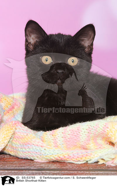 Britisch Kurzhaar Ktzchen / British Shorthair Kitten / SS-53765