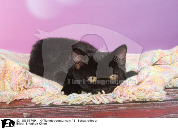 Britisch Kurzhaar Ktzchen / British Shorthair Kitten / SS-53769