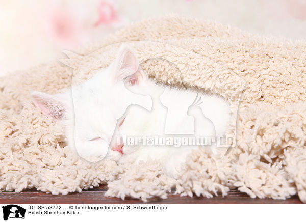 Britisch Kurzhaar Ktzchen / British Shorthair Kitten / SS-53772
