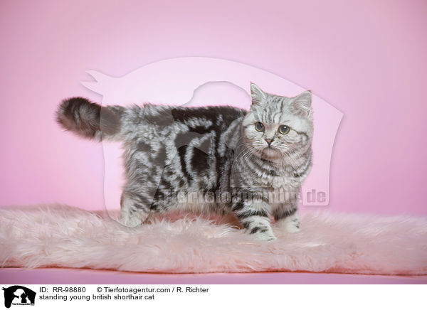 stehende junge Britisch Kurzhaar Katze / standing young british shorthair cat / RR-98880