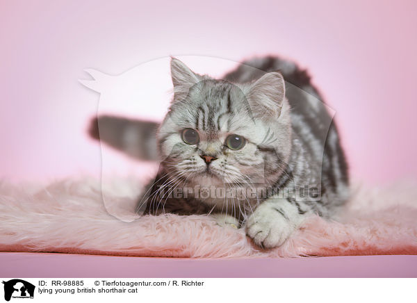 liegende junge Britisch Kurzhaar Katze / lying young british shorthair cat / RR-98885