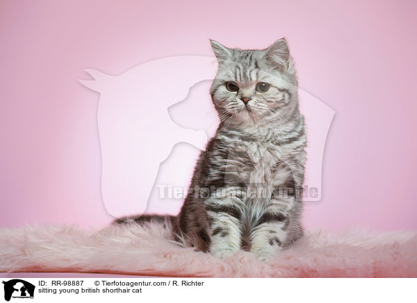 sitzende junge Britisch Kurzhaar Katze / sitting young british shorthair cat / RR-98887