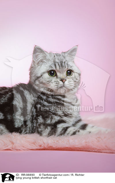 liegende junge Britisch Kurzhaar Katze / lying young british shorthair cat / RR-98890