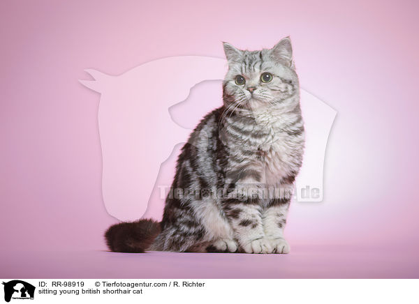 sitzende junge Britisch Kurzhaar Katze / sitting young british shorthair cat / RR-98919