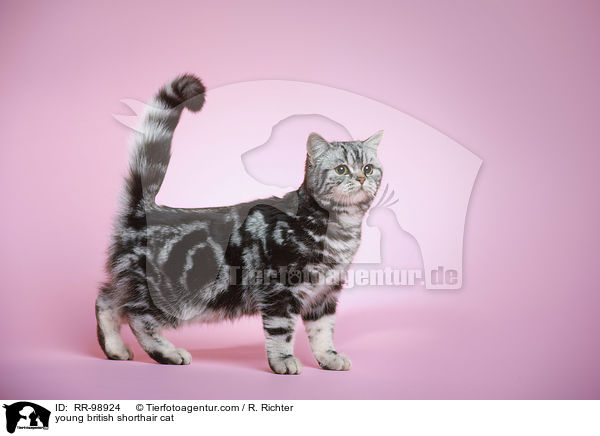 junge Britisch Kurzhaar Katze / young british shorthair cat / RR-98924