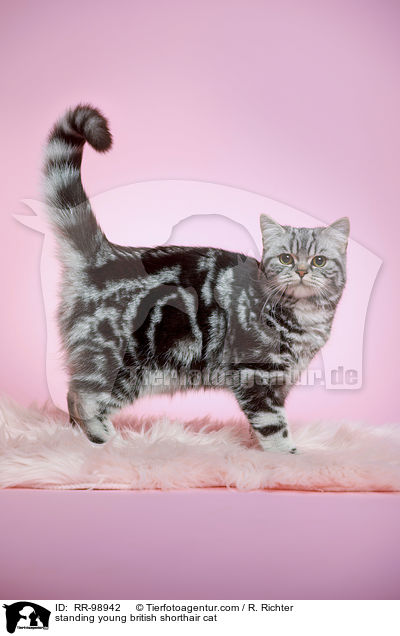 stehende junge Britisch Kurzhaar Katze / standing young british shorthair cat / RR-98942