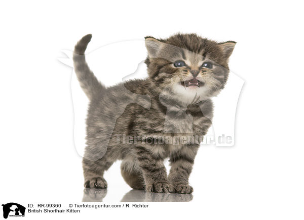 Britisch Kurzhaar Ktzchen / British Shorthair Kitten / RR-99360