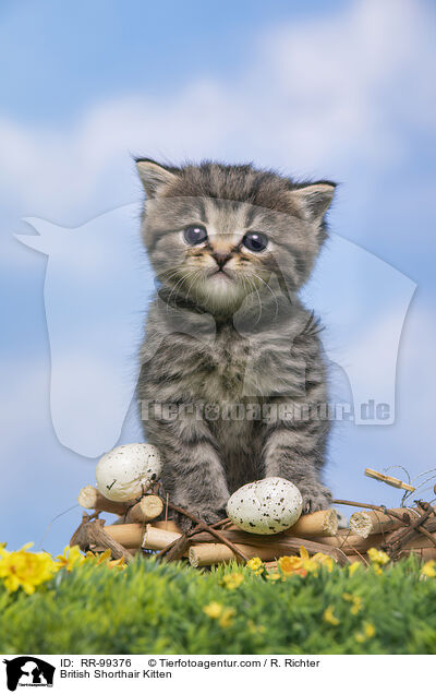 Britisch Kurzhaar Ktzchen / British Shorthair Kitten / RR-99376