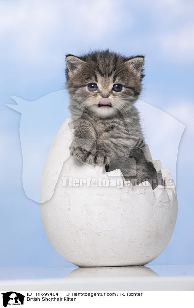 Britisch Kurzhaar Ktzchen / British Shorthair Kitten / RR-99404