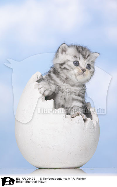 Britisch Kurzhaar Ktzchen / British Shorthair Kitten / RR-99405