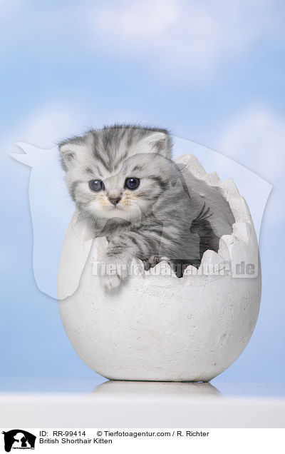 Britisch Kurzhaar Ktzchen / British Shorthair Kitten / RR-99414