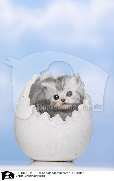 Britisch Kurzhaar Ktzchen / British Shorthair Kitten / RR-99418