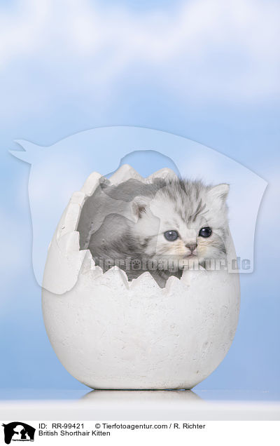 Britisch Kurzhaar Ktzchen / British Shorthair Kitten / RR-99421