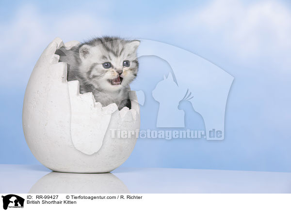Britisch Kurzhaar Ktzchen / British Shorthair Kitten / RR-99427