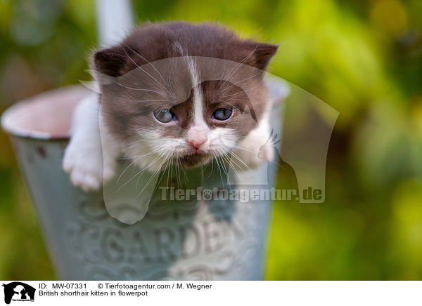 Britisch Kurzhaar Ktzchen im Blumentopf / British shorthair kitten in flowerpot / MW-07331