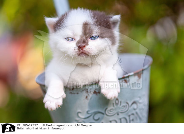Britisch Kurzhaar Ktzchen im Blumentopf / British shorthair kitten in flowerpot / MW-07337