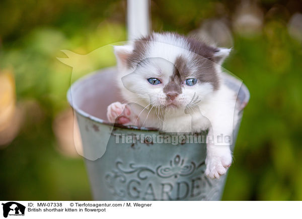 Britisch Kurzhaar Ktzchen im Blumentopf / British shorthair kitten in flowerpot / MW-07338