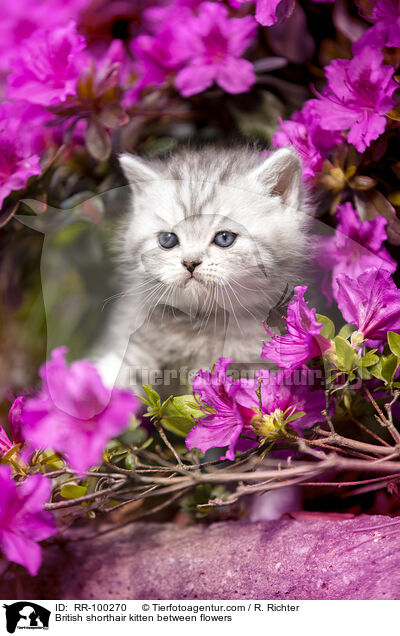 Britisch Kurzhaar Ktzchen zwischen Blten / British shorthair kitten between flowers / RR-100270