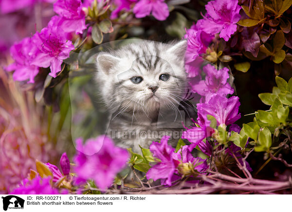 Britisch Kurzhaar Ktzchen zwischen Blten / British shorthair kitten between flowers / RR-100271