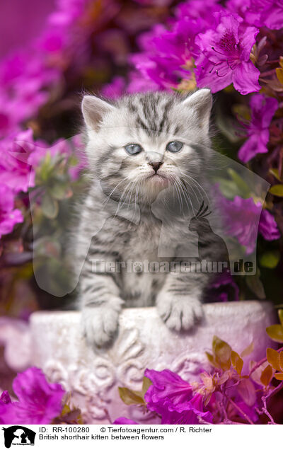 Britisch Kurzhaar Ktzchen zwischen Blten / British shorthair kitten between flowers / RR-100280