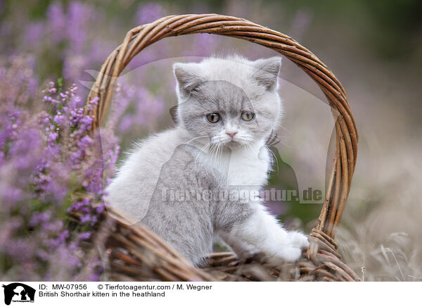 Britisch Kurzhaar Ktzchen in der Heide / British Shorthair kitten in the heathland / MW-07956