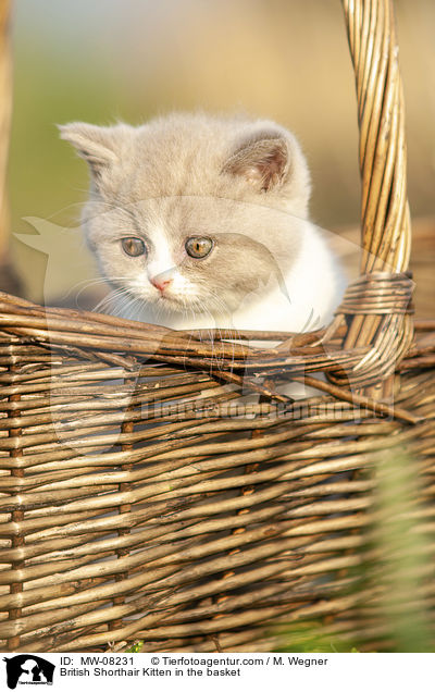 Britisch Kurzhaar Ktzchen im Krbchen / British Shorthair Kitten in the basket / MW-08231