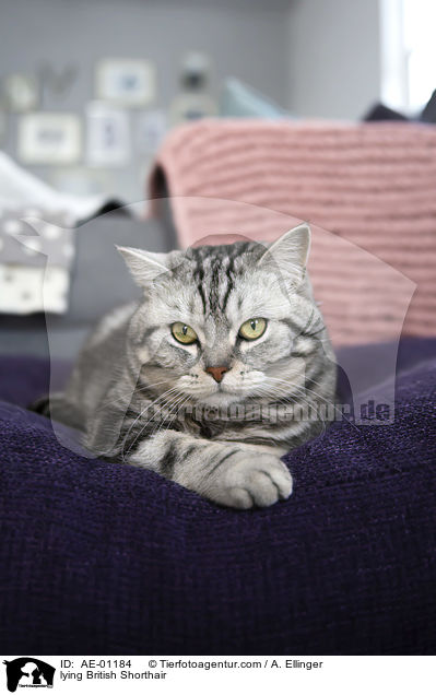 liegende Britisch Kurzhaar / lying British Shorthair / AE-01184
