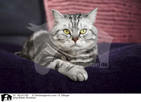 liegende Britisch Kurzhaar / lying British Shorthair / AE-01185