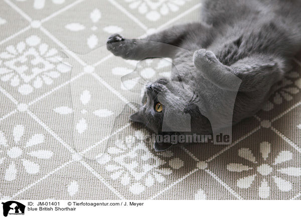 blaue Britisch Kurzhaar / blue British Shorthair / JM-01401