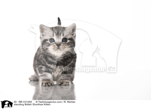 stehendes Britisch Kurzhaar Ktzchen / standing British Shorthair Kitten / RR-101095