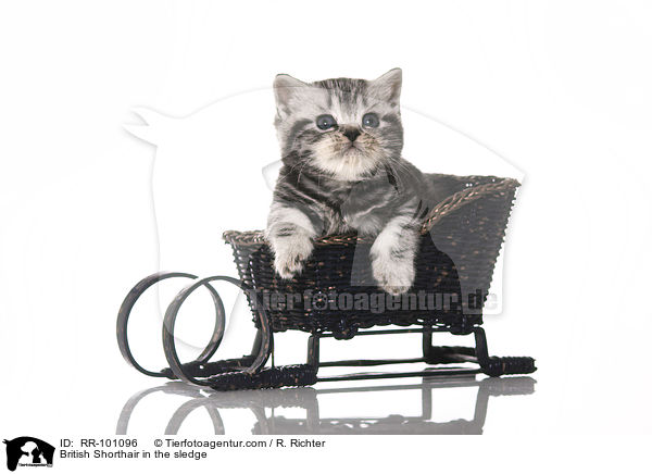 Britisch Kurzhaar im Schlitten / British Shorthair in the sledge / RR-101096