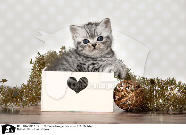 Britisch Kurzhaar Ktzchen / British Shorthair Kitten / RR-101162