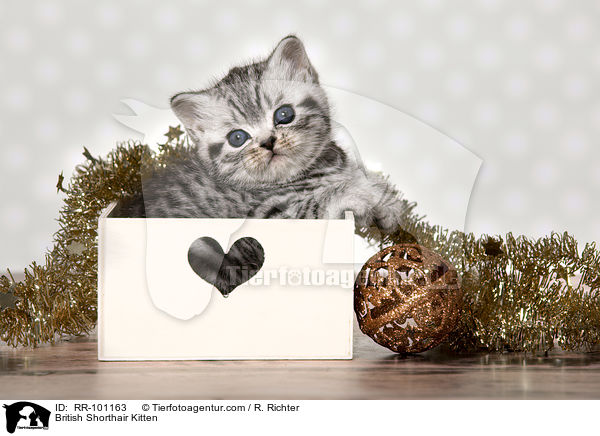 Britisch Kurzhaar Ktzchen / British Shorthair Kitten / RR-101163