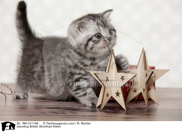 stehendes Britisch Kurzhaar Ktzchen / standing British Shorthair Kitten / RR-101166