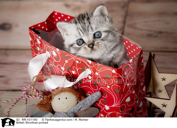 Britisch Kurzhaar Portrait / British Shorthair portrait / RR-101190