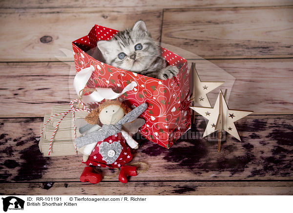 Britisch Kurzhaar Ktzchen / British Shorthair Kitten / RR-101191