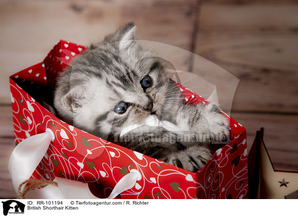 Britisch Kurzhaar Ktzchen / British Shorthair Kitten / RR-101194