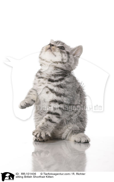 sitzendes Britisch Kurzhaar Ktzchen / sitting British Shorthair Kitten / RR-101406