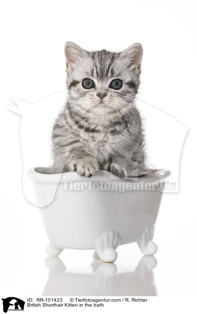 British Shorthair Kitten in the bath / RR-101423