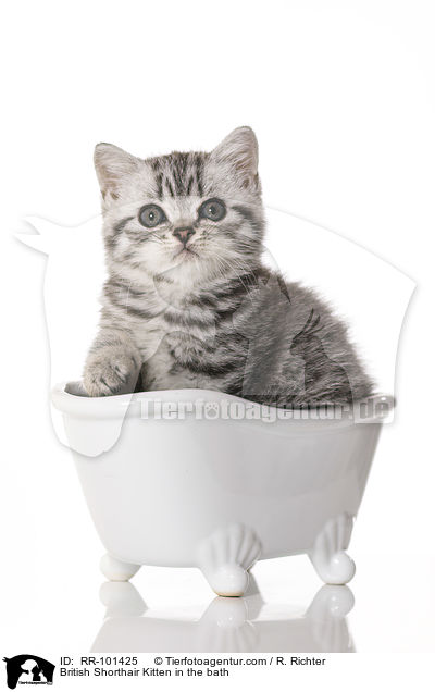 British Shorthair Kitten in the bath / RR-101425
