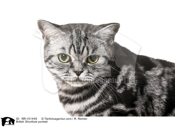 Britisch Kurzhaar Portrait / British Shorthair portrait / RR-101449